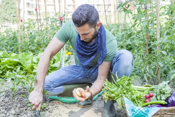 Young man pulls out potatoes in the vegetable garden — Stock Photo, Image