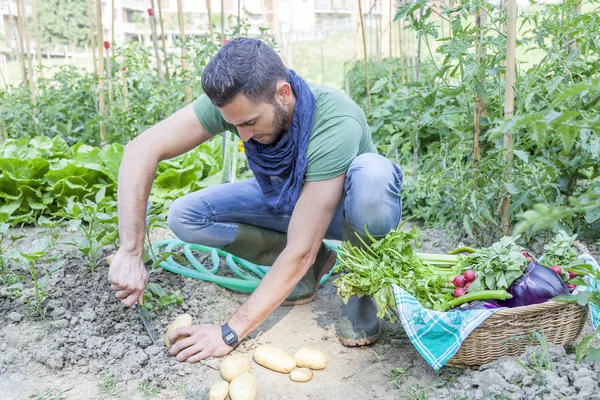 Joven saca patatas en el huerto — Foto de Stock