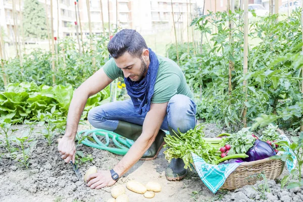 Joven saca patatas en el huerto — Foto de Stock