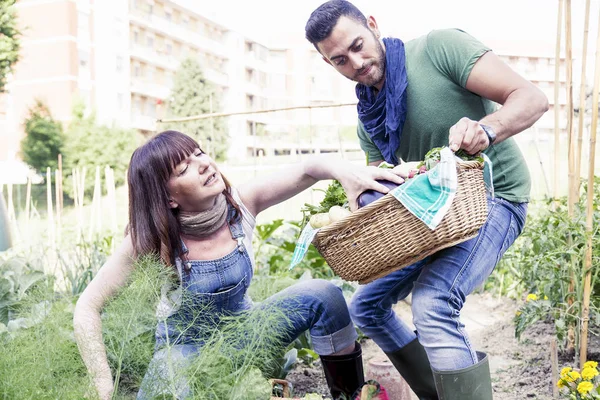 Young couple of gardeners collects fresh vegetables — Stock Photo, Image