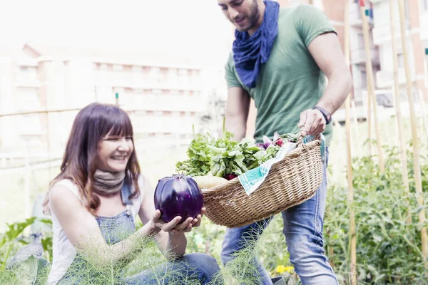 Young couple of gardeners collects fresh vegetables — Stock Photo, Image