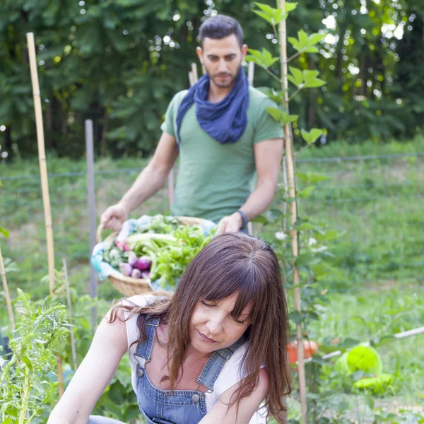 Giovane coppia di giardinieri raccoglie verdure fresche in giardiniere — Foto Stock