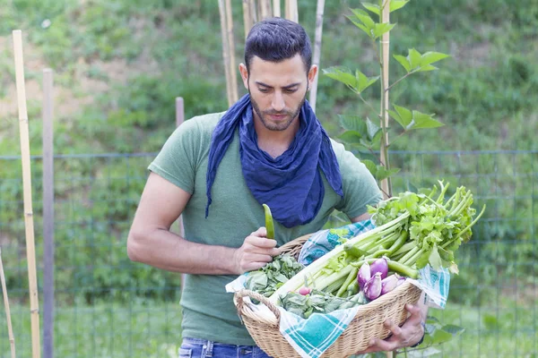 Jardinero joven recoge verduras frescas en una casa de huertos — Foto de Stock