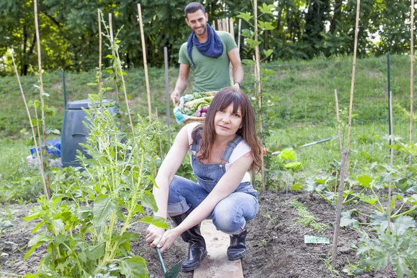 Young couple of gardeners collects fresh vegetables in gardenhou — Stock Photo, Image