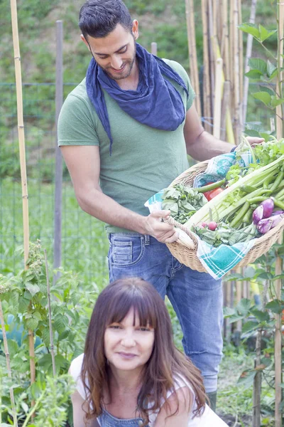 Joven pareja de jardineros recoge verduras frescas en gardenhou — Foto de Stock
