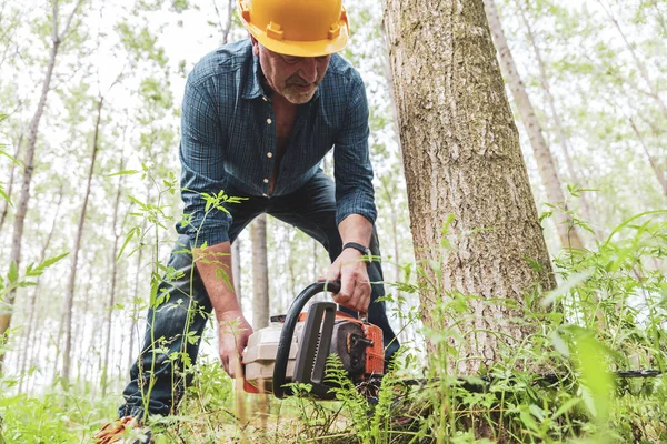 Bûcheron expérimenté coupe un arbre avec une tronçonneuse — Photo