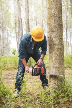 Tecrübeli bir oduncu elektrikli testere ile ağaç kesiyor.