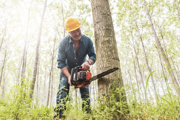 Erfaren skogshuggare skär ett träd med en motorsåg — Stockfoto