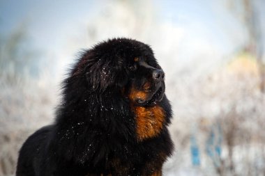 güzel Tibetli mastiff. büyük köpek kış doğa arka plan üzerinde