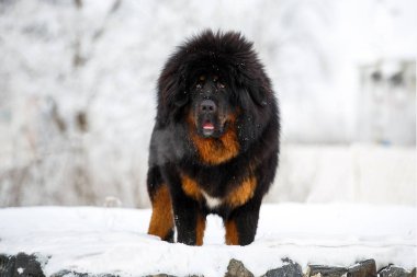 güzel Tibetli mastiff. büyük köpek kış doğa arka plan üzerinde