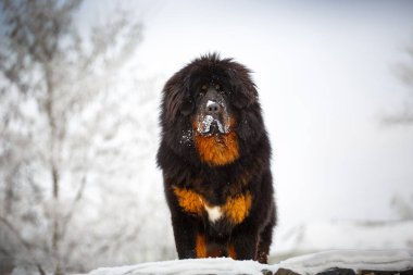 güzel Tibetli mastiff. büyük köpek kış doğa arka plan üzerinde