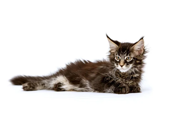 kedi beyaz arkaplanda izole edildi