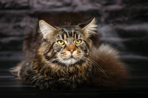 Güzel bir kedinin portresi.