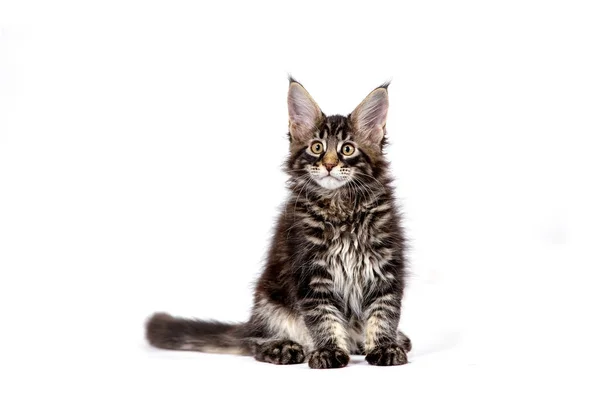 kedi beyaz arkaplanda izole edildi