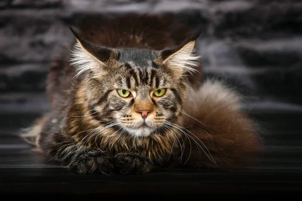 güzel Tibetli mastiff. büyük köpek kış doğa arka plan üzerinde