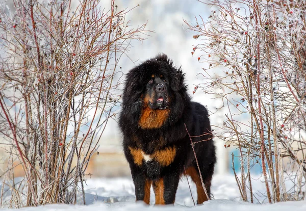 güzel Tibetli mastiff. büyük köpek kış doğa arka plan üzerinde