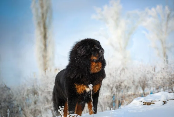 güzel Tibetli mastiff. büyük köpek kış doğa arka plan üzerinde