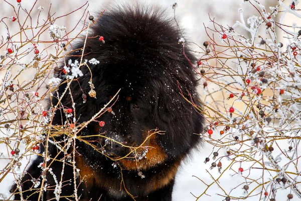 güzel Tibetli mastiff. büyük köpek kış doğa arka plan üzerinde