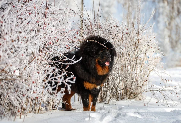 güzel Tibetli mastiff. büyük köpek kış doğa arka plan üzerinde