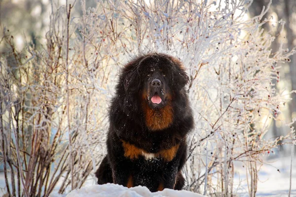 Belo Mastim Tibetano Cão Grande Fundo Natureza Inverno — Fotografia de Stock