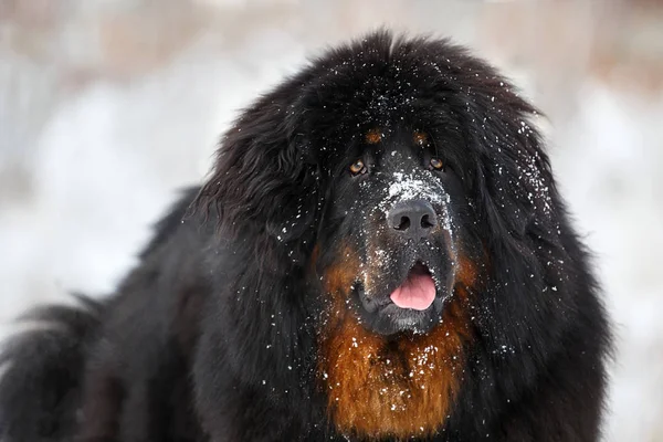 güzel Tibetli mastiff. büyük köpek kış doğa arka plan üzerinde
