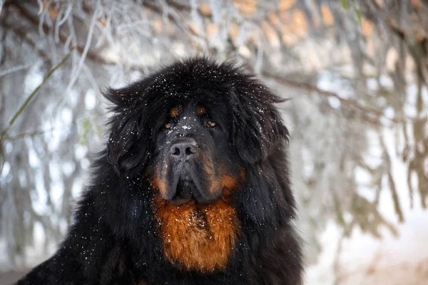 güzel Tibetli mastiff. büyük köpek kış doğa arka plan üzerinde