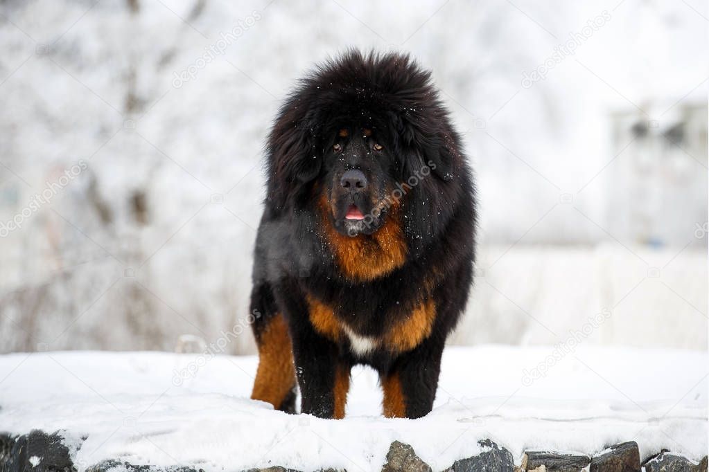 beautiful Tibetan mastiff. big dog on the background of winter nature