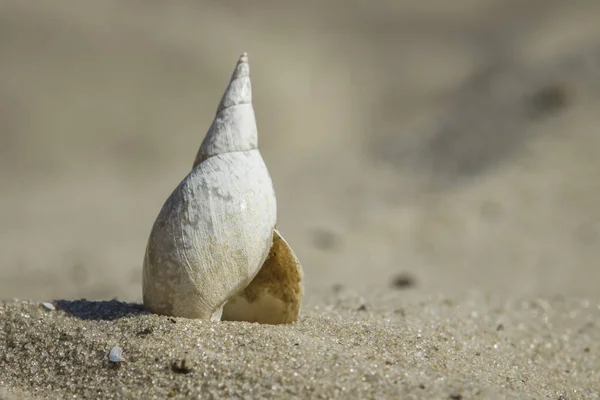 Kumlu sahilde küçük nehir deniz hayvanı kabuğu