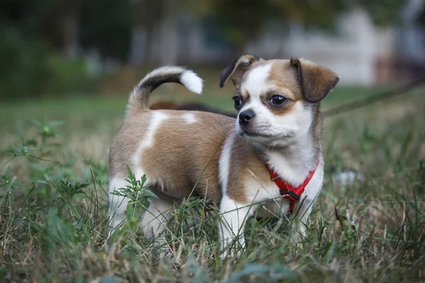 Küçük chihuahua köpek takas yürür