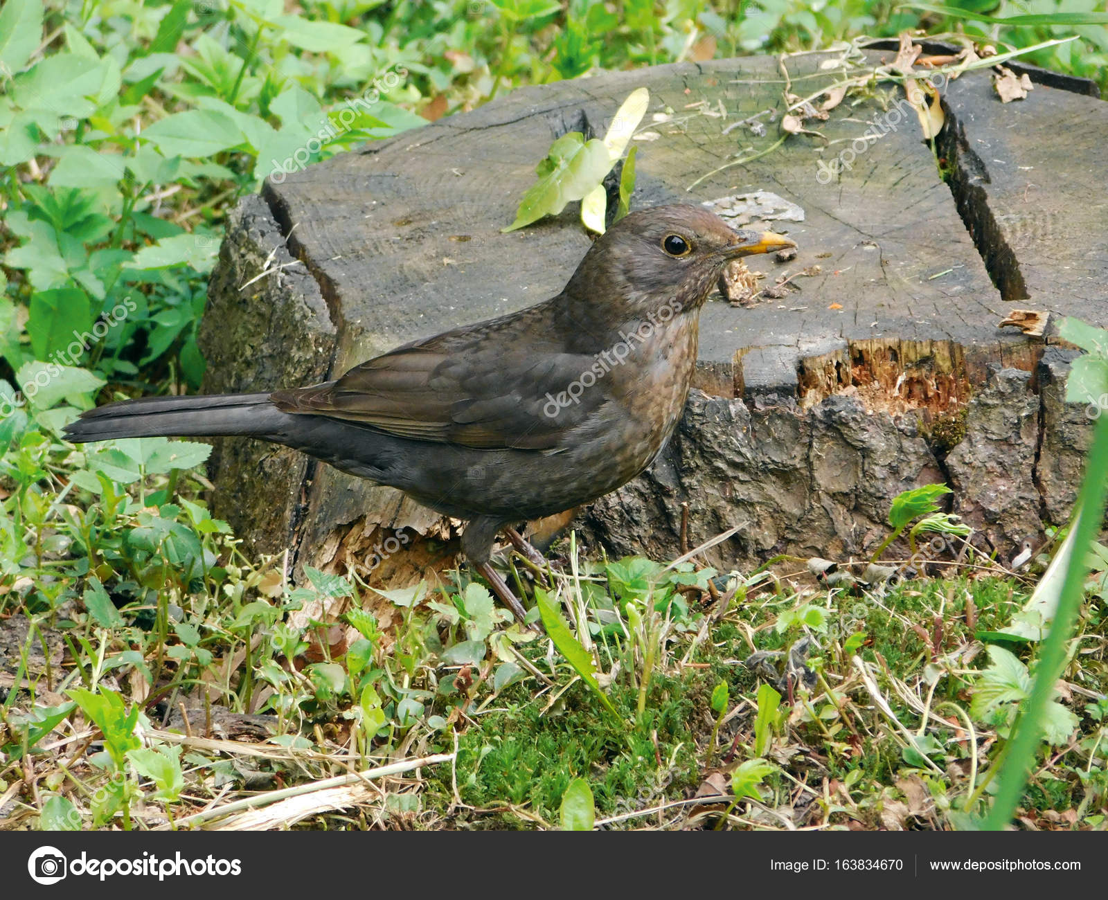 Oiseau Merle Noir Marche Près De Moignon Photographie