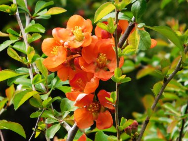Turuncu chaenomeles çiçek dalı