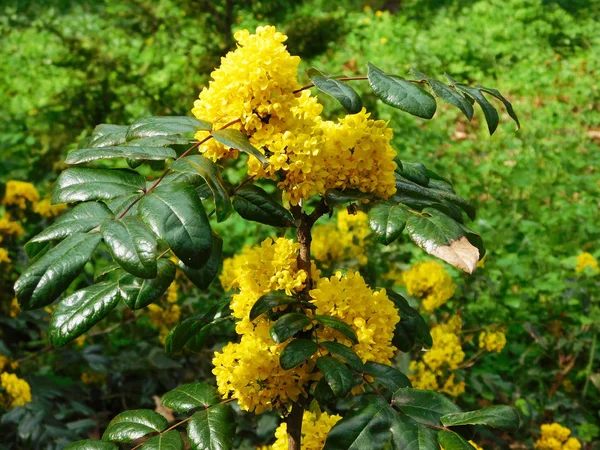 Mahonia gałąź z kwiatami — Zdjęcie stockowe