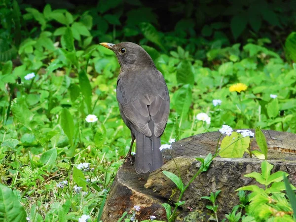 Oiseau de grive noir tourné sur souche — Photo