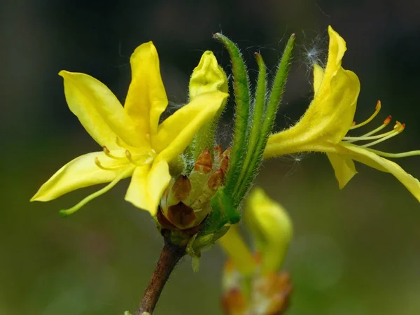 Flores de rododendro amarelas em ramo — Fotografia de Stock