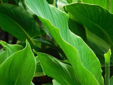 Canna lily çiçek yeşil yeşillik.