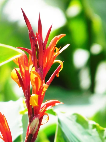Rote Canna Lilie in der Sonne. — Stockfoto