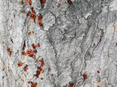 Firebugs ağacın üzerinde koloni.