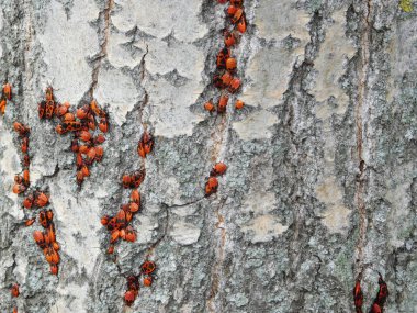 Firebugs ağacın üzerinde koloni.