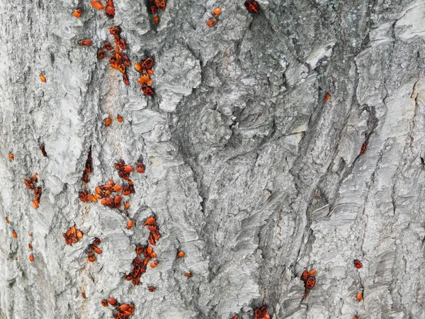 Firebugs ağacın üzerinde koloni.