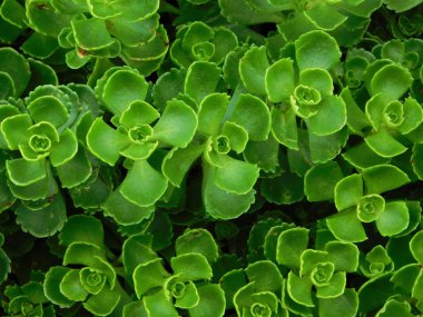 Plectranthus üzerinde yakın çekim üstten görünüm.