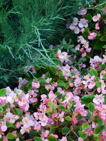 Roze begonia semperflorens cultorum en juniper takken. — Stockfoto