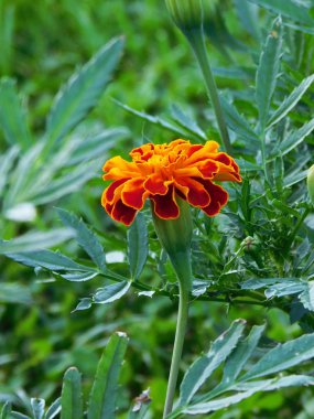 Turuncu tagetes yakın çekim fotoğraf.