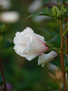 Beyaz bamya çiçeği yakın çekim fotoğraf.