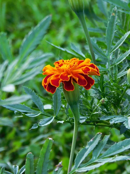 Turuncu tagetes yakın çekim fotoğraf.