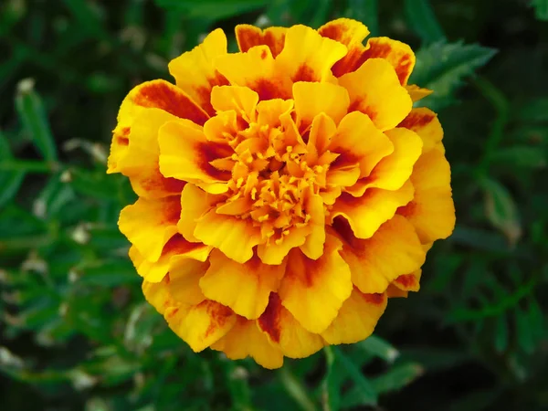 Güzel turuncu tagetes çiçek üstten görünüm.