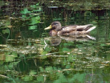 Kirli su birikintisi bir ördek.