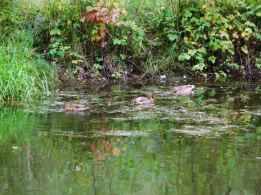 Kirli su birikintisi içinde üç ördek.