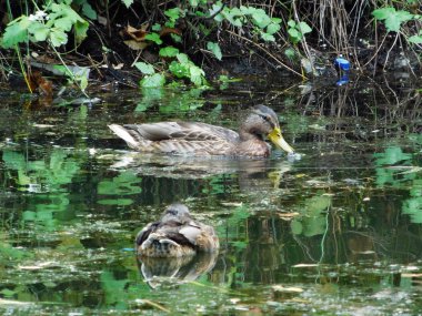 Kirli su birikintisi içinde iki ördek.