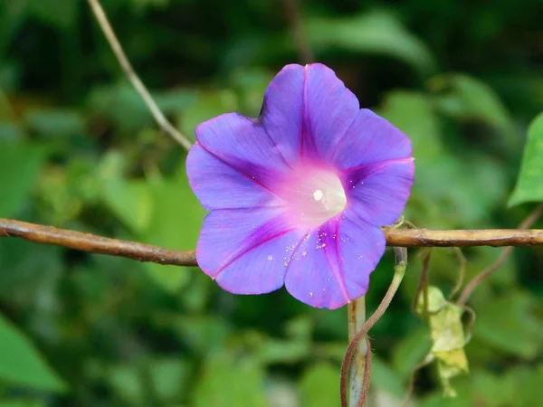 Lila ipomoea blomma makro foto. — Stockfoto