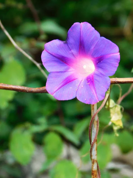 Paarse ipomoea bloem macro foto. — Stockfoto